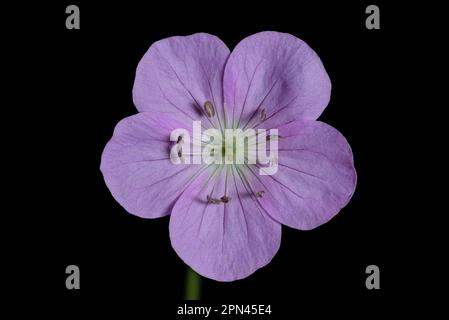 Fleur de géranium sauvage. Aussi connu sous le nom de Geranium maculatum, géranium tacheté, ou géranium de bois, c'est une plante vivace indigène dans les bois dans l'est des Etats-Unis Banque D'Images