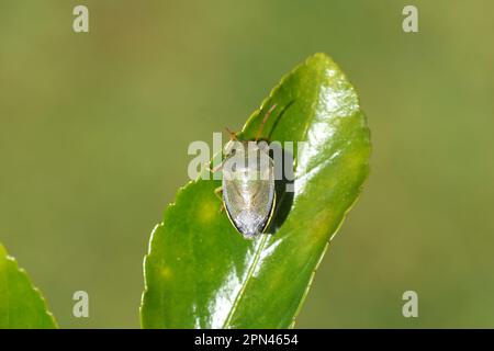 Gros plan de la gorge (Piezodorus lituratus) sur une feuille d'une broche japonaise (Euonymus japonicus) après l'hibernation. En couleurs de printemps. Banque D'Images