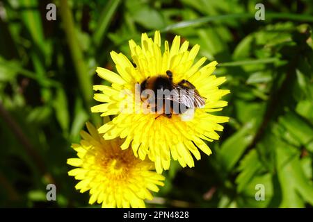 La famille des Bumblebee de Cuckoo Apidae sur la fleur du pissenlit commun (Taraxacum officinale). Bombus vestalis ou Bombus bohemicus. Printemps, pays-Bas, Banque D'Images