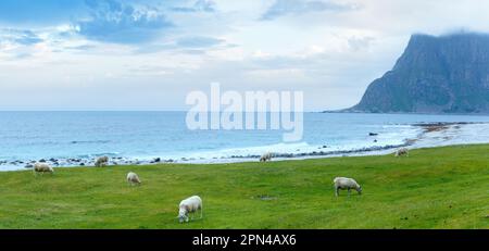 Troupeau de moutons près d'Haukland beach. Panorama nuageux d'été (Norvège, îles Lofoten). Banque D'Images