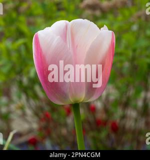 Magnifique tulipe rose parmi d'autres fleurs printanières dans les massifs fleuris d'Eastcote House Gardens, Londres, Royaume-Uni, jardin clos historique. Banque D'Images