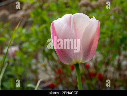 Magnifique tulipe rose parmi d'autres fleurs printanières dans les massifs fleuris d'Eastcote House Gardens, Londres, Royaume-Uni, jardin clos historique. Banque D'Images