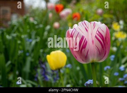 Magnifique tulipe rose parmi d'autres fleurs printanières dans les massifs fleuris d'Eastcote House Gardens, Londres, Royaume-Uni, jardin clos historique. Banque D'Images