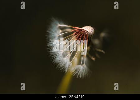 Gros plan vertical d'une boule de soufflette de pissenlit commune avec la moitié de ses graines moelleuses fleurs et la photographie de la nature pour le stock Banque D'Images