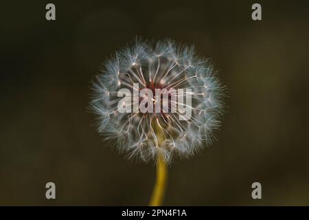 Gros plan vertical d'une boule de soufflette de pissenlit commune avec des graines moelleuses lsu pour souffler et faire un souhait fleur et la photographie de la nature pour le stock Banque D'Images