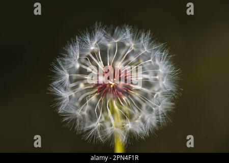 Gros plan vertical d'une boule de soufflette de pissenlit commune avec des graines moelleuses lsu pour souffler et faire un souhait fleur et la photographie de la nature pour le stock Banque D'Images