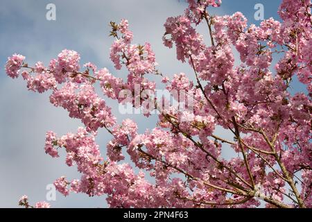 Fleur de cerisier de printemps (prunus accolade), Surrey, Angleterre Banque D'Images