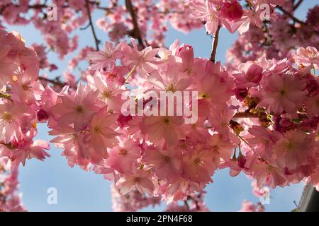 Fleur de cerisier de printemps (prunus accolade), Surrey, Angleterre Banque D'Images