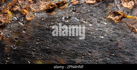 Photo macro de la bande larvaire de la Moth Ermine dans une brousse Banque D'Images