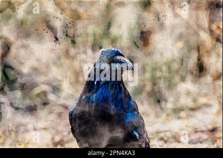 Peinture à l'aquarelle créée numériquement d'un corbeau noir commun dans le parc national de Yellowstone Banque D'Images