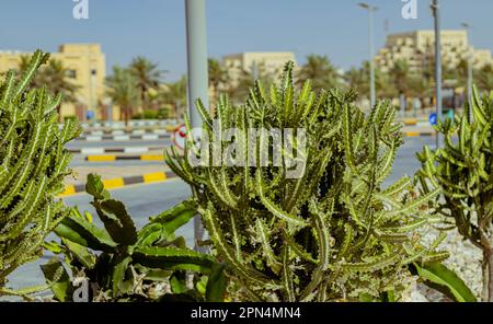 cactus plantes ornementales dans la ville Banque D'Images