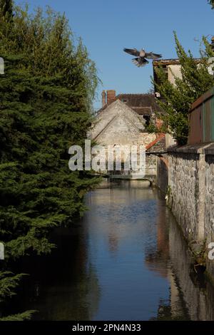 Flagy, France : un columba palumbus (pigeon de bois) aux ailes déployées, à la queue fendue et à la brindille dans son bec survole la rivière Orvanne. Banque D'Images