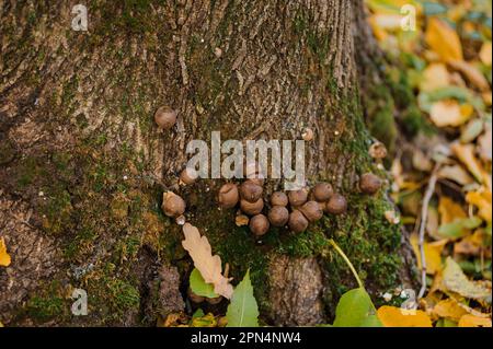 Le champignon Puffball pousse sur un arbre dans la forêt d'automne Banque D'Images