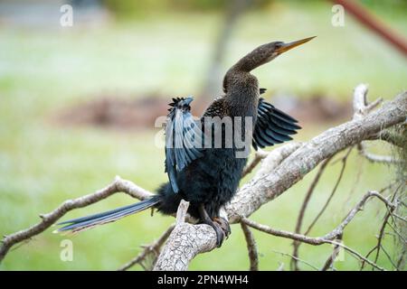 Un grand oiseau anhinga reposant sur une branche d'arbre dans les terres humides de Floride Banque D'Images