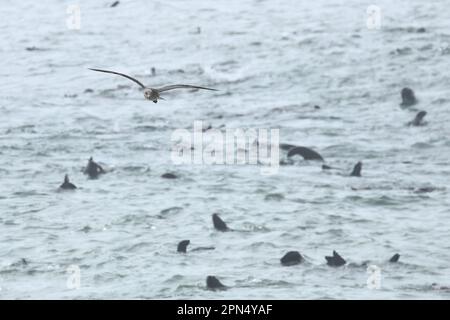 mouette volant au-dessus des lions de mer nageurs Banque D'Images