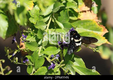 Abeille de coupe de feuille dans une fleur pourpre de Bush en Namibie Banque D'Images