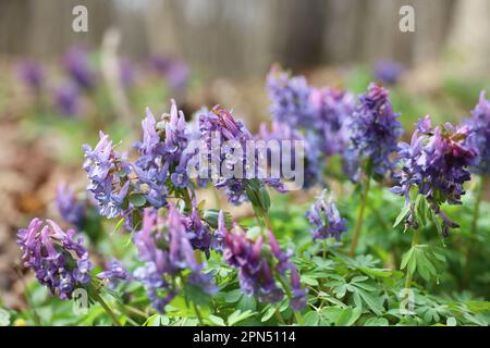 Fleurs du premier printemps dans une forêt. Fumewort, corydalis solida floraison en avril Banque D'Images