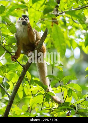 Singe écureuil d'Amérique centrale à couronne noire (Saimiri oerstedii oerstedii) au parc national du Corcovado, péninsule d'Osa, Costa Rica Banque D'Images