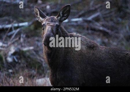 , Suède. 16th avril 2023. Orignal au coucher du soleil dans le sud de la Suède crédit: PEO Mšller/Alamy Live News Banque D'Images