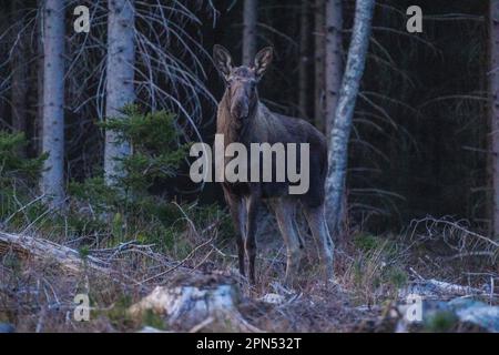 , Suède. 16th avril 2023. Orignal au coucher du soleil dans le sud de la Suède crédit: PEO Mšller/Alamy Live News Banque D'Images