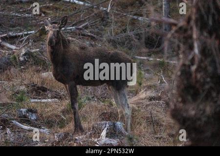 , Suède. 16th avril 2023. Orignal au coucher du soleil dans le sud de la Suède crédit: PEO Mšller/Alamy Live News Banque D'Images