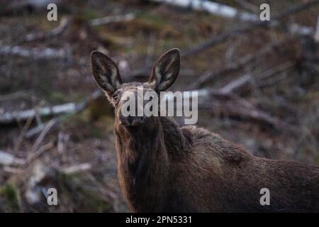 , Suède. 16th avril 2023. Orignal au coucher du soleil dans le sud de la Suède crédit: PEO Mšller/Alamy Live News Banque D'Images