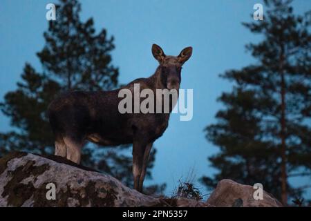 , Suède. 16th avril 2023. Orignal au coucher du soleil dans le sud de la Suède crédit: PEO Mšller/Alamy Live News Banque D'Images