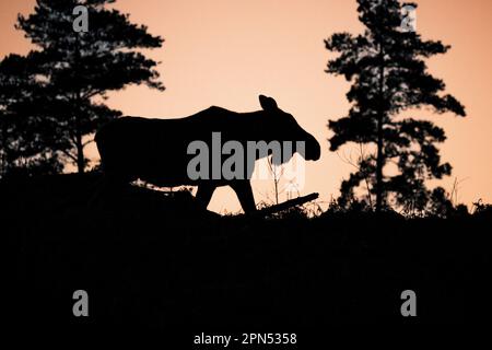 , Suède. 16th avril 2023. Orignal au coucher du soleil dans le sud de la Suède crédit: PEO Mšller/Alamy Live News Banque D'Images