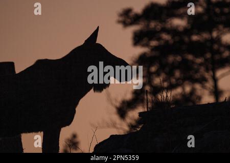 , Suède. 16th avril 2023. Orignal au coucher du soleil dans le sud de la Suède crédit: PEO Mšller/Alamy Live News Banque D'Images