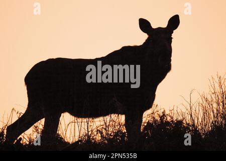 , Suède. 16th avril 2023. Orignal au coucher du soleil dans le sud de la Suède crédit: PEO Mšller/Alamy Live News Banque D'Images