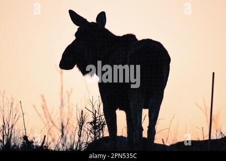 , Suède. 16th avril 2023. Orignal au coucher du soleil dans le sud de la Suède crédit: PEO Mšller/Alamy Live News Banque D'Images