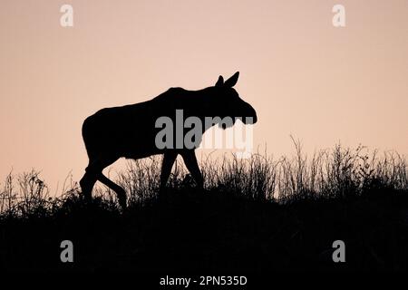 , Suède. 16th avril 2023. Orignal au coucher du soleil dans le sud de la Suède crédit: PEO Mšller/Alamy Live News Banque D'Images