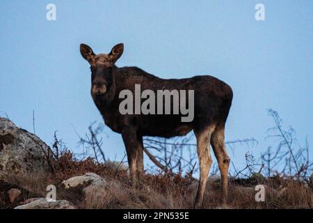 , Suède. 16th avril 2023. Orignal au coucher du soleil dans le sud de la Suède crédit: PEO Mšller/Alamy Live News Banque D'Images