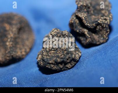 Animaux sauvages frais noir truffe champignons gros plan tuber taille grande instantanés imprimés photographie botanique stock Banque D'Images