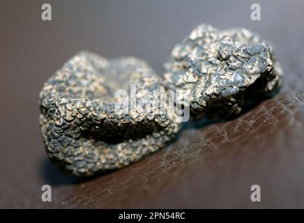 Animaux sauvages frais noir truffe champignons gros plan tuber taille grande instantanés imprimés photographie botanique stock Banque D'Images