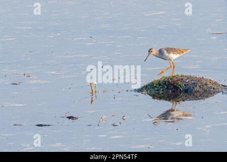 Un Red Shank perché au sommet d'un rocher humide dans un plan d'eau tranquille Banque D'Images