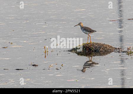 Un Red Shank perché au sommet d'un rocher humide dans un plan d'eau tranquille Banque D'Images