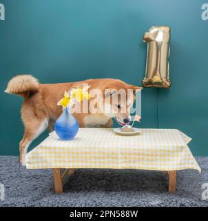 Le chien rouge shiba inu de 1 ans est assis devant son gâteau d'anniversaire. Banque D'Images