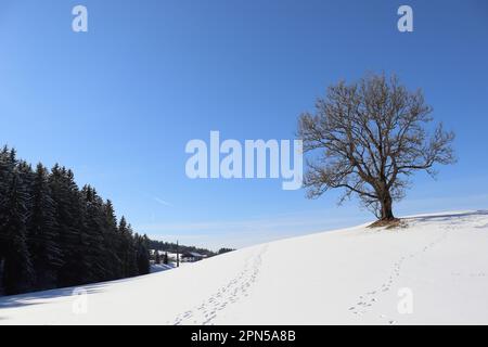 Empreintes de pas dans les montagnes. Banque D'Images