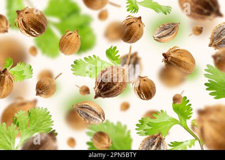 Les feuilles de coriandre fraîche et verte et les graines de coriandre séchées flottent sur un fond beige. Ensemble volant d'épices biologiques. Flottant dans l'air cuisine Creative con Banque D'Images