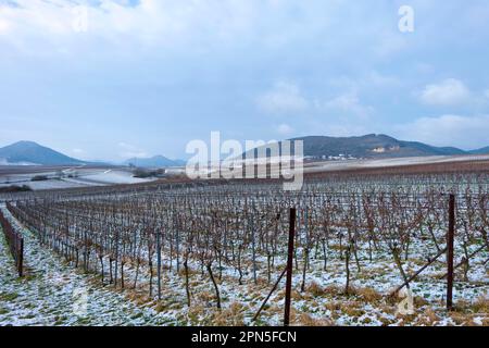 Vue sur les vignobles légèrement enneigés Banque D'Images