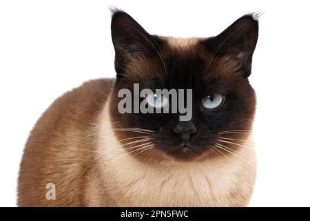 Portrait d'un chat siamois en seal point aux yeux bleus Banque D'Images