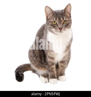 Chat tigré gris mignon isolated on white Banque D'Images