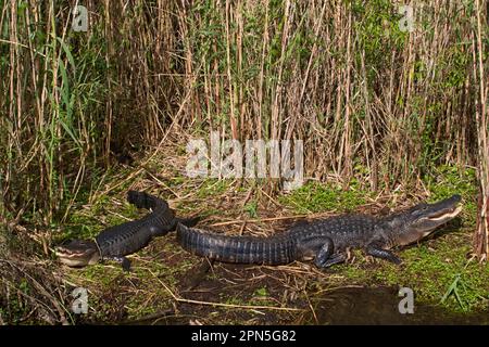 Alligator, Mississipiensis-Alligator Banque D'Images