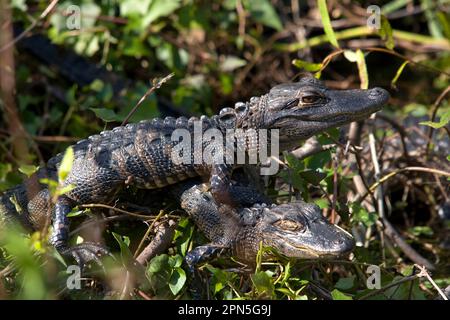 Alligator, Mississipiensis-Alligator Banque D'Images