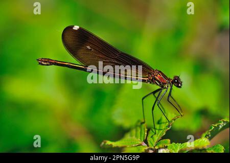 Cuivre demoiselle (Calopteryx haemorrhoidalis), femelle Banque D'Images