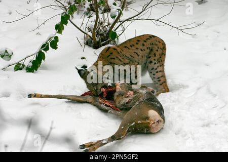 Lynx européen avec lynx eurasien capturé (Felis lynx) Banque D'Images