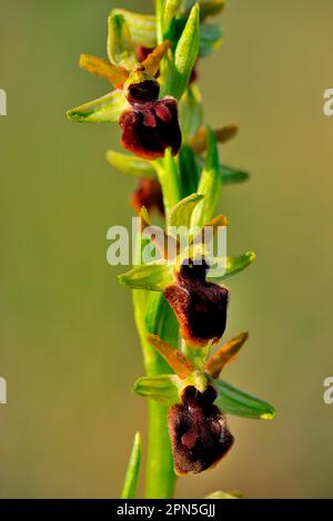 Spinnenragwurz Orchid araignée précoce (Ophrys sphégodes) Banque D'Images