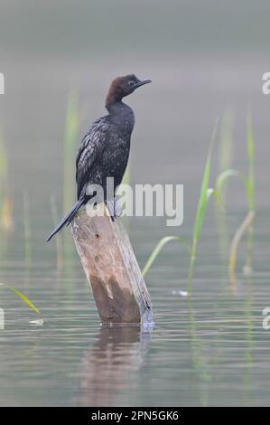 Cormorant pygmée, Phalacrocorax pygmaeus Banque D'Images