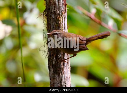 Sunda Bush-warbler (Cettia vulcania oreophila) adulte mâle, perché sur le tronc d'arbre, Crocker Range N. P. Sabah, Bornéo, Malaisie Banque D'Images